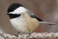 Black-capped Chickadee